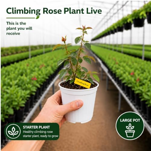 White Climbing Roses Live Plant - Large Size, Heirloom Climbing Rose Bush, Fragrant High-Yielding Perennial Flowering Vine for Trellis & Fence - Image 2