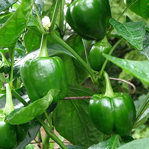 Bonnie Plants Green Bell Pepper Live Vegetable Plants - 4 Pack, Non-GMO, 2 - 3 Ft Plants, 4.5 x 4 Inch Pepper Size - Image 3