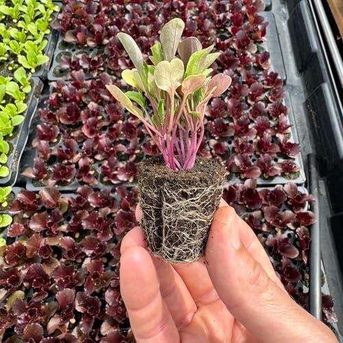 Greens Seedlings: Ready-to-Plant Seedlings, Starts, Plugs, Garden-Ready, Live Plants, Transplants, Pre-sprouted, for Soil & Hydroponic Gardens (12 seedlings) - Image 2