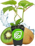 Vincent Female Kiwi Live Vine Plant - Actinidia chinensis by Wellspring Gardens - Grow Your Own Kiwi Fruit Vines on a Fence, Container or Trellis - Starter Plant by WellspringGardens