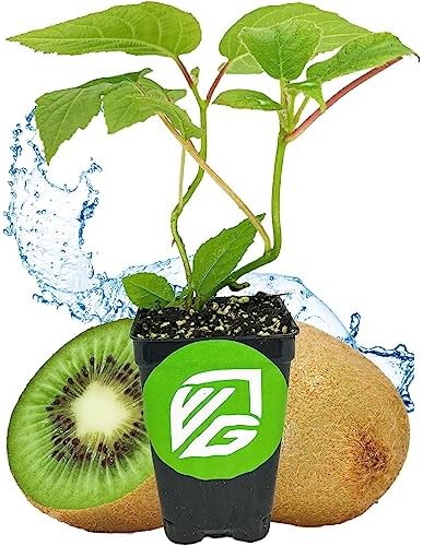 Vincent Female Kiwi Live Vine Plant - Actinidia chinensis by Wellspring Gardens - Grow Your Own Kiwi Fruit Vines on a Fence, Container or Trellis - Starter Plant by WellspringGardens