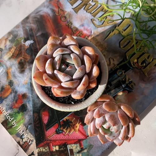 Echeveria Sang-A Rare Live Succulent Plants, 1 Head 2.2" Bare Root Without Pot & Soil, Garden Indoor Office Desk Baby Shower Decoration, Friend Plant Lovers Gifts - Image 3