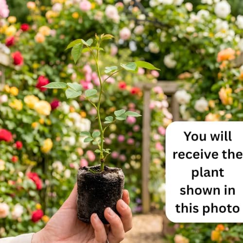 Pink Climbing Rose Plant Live, Patio Container Rose Plant, 5-9 Inch Tall - Image 4