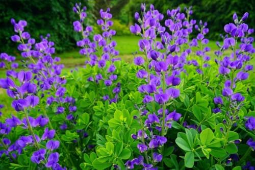 2 Blue False Indigo Bushes - 6-12" Tall Live Plants - Quart Pots - Image 3