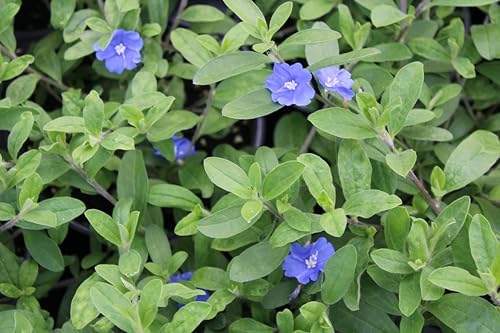 3 Live Blue Daze | 4" Pot | Evolvulus glomeratus | Perennial | Blooming Ground Cover | Low Maintenance - Image 5