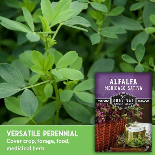 Alfalfa Seeds for Planting - Survival Garden Seeds (2 Pack) - Image 4