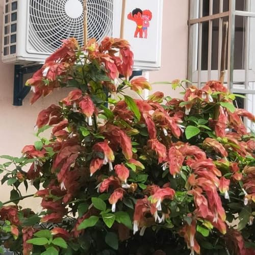 2 Red Live Shrimp Plants, Outdoor Landscape Shrub, 5 Inch Tall - Image 4