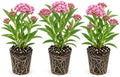 Swamp Milkweed Live Plant Plugs – Asclepias incarnata – Native Pink Flowering Perennial for Monarch Butterfly & Pollinator Gardens, 3 Plants by CZGrain