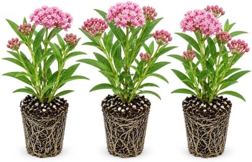 Swamp Milkweed Live Plant Plugs – Asclepias incarnata – Native Pink Flowering Perennial for Monarch Butterfly & Pollinator Gardens, 3 Plants by CZGrain