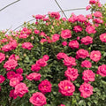 Deep Pink Climbing Rose Live Plant, Hardy, 5-10 Inch Tall by PlantsSeedsBulbs