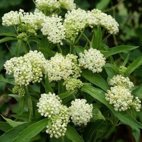 2 White Milkweed Live Plants 4-7 Inches, Asclepias Butterfly Milkweeds - Image 5