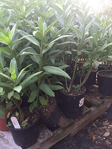 EDUCATIONAL SCIENCE WE Enable Discovery Milkweed Plant, Asclepias SSP., Host Plant for Monarch Butterfly, BF100A - Image 2