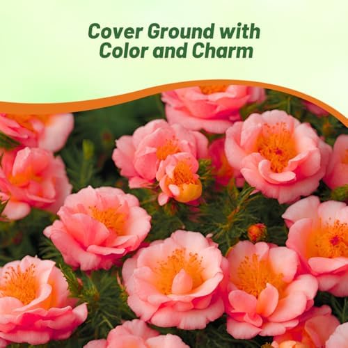 Outsidepride Sundial Peach Portulaca Moss Rose Seeds - 250 Pcs Annual, Heat & Drought Tolerant, Soil Adaptable Moss Seeds Ground Cover & Flower Seeds for Planting in Gardens & Xeriscapes (AAS Winner) - Image 6