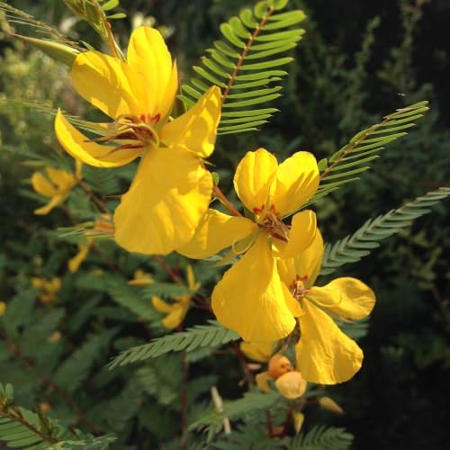Outsidepride Partridge Pea Seeds - 1000 Pcs. Annual, Drought Tolerant & Fast Growing, Pasture Seeds for Planting Dense Foliage & Large Yellow Blooms for Xeriscaping & Pollinator Gardens by Outsidepride