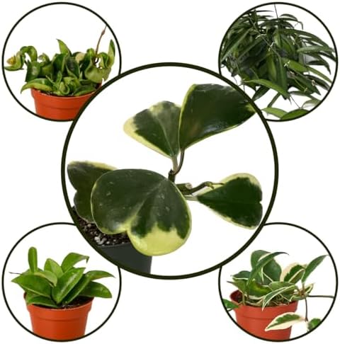 Hoya Plants 8 Live Houseplants in 4" Pots - Variety Assortment 8 Pack Hoya Plants - Pet Friendly Plants - Air Purifying Plants - CA Seller (Pack of 8 Hoya Plants) - Image 4
