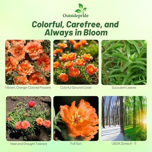 Outsidepride Orange Moss Rose Seeds - 10000 Pcs Annual, Drought & Heat Tolerant, Pollinator Friendly Ground Cover Seeds for Planting w/Vibrant Blooms & Succulent Foliage, Ideal for Xeriscaping - Image 2