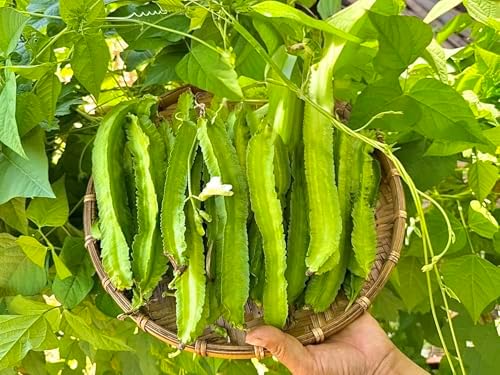 50+ Premium Winged Bean Seeds- Hạt Đậu Rồng - Dragon Bean, Four-angled, Goa, Manila, Princess, Cigarillas - Non GMO, Heirloom - High Yield Vegetable Seeds for Yard & Garden - Image 2