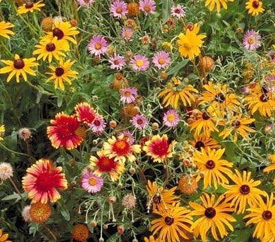 Outsidepride Perennial Wild Flower Seed Mix - 5 lbs. Diverse, Long-Lasting Blooms, Easy to Grow Perennial Flower Seeds for All States, Perfect for Home Gardens, Landscapes, and Attracting Pollinators by Outsidepride