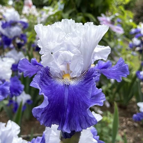 Eden Brothers Bearded Iris Bulbs - Fx Schreiner, 1 Bulb - Image 2