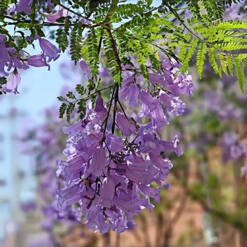 110+ Jacaranda Tree Seeds for Planting – Exotic Purple Blue Blooming Ornamental Tree, Fast Growing, Drought Tolerant, Ideal for Outdoor Gardens, Landscapes & Bonsai, Easy Growing Non-GMO - Image 4