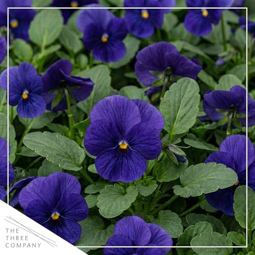 Pansy - Blue (4 Pack), Live Winter Flowering Annual, Beautiful Winter Color, 6" Tall by 4" Wide in 1 Pt Pot - Image 2