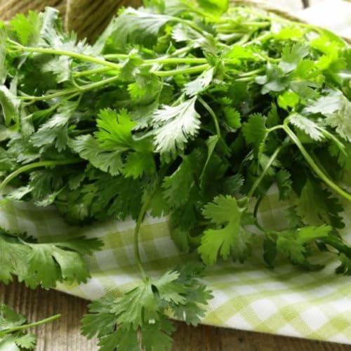 Cilantro Plant Live, 4 Inc Pot, Fragrant Herb Live Plant for Indoor Outdoor - Image 4
