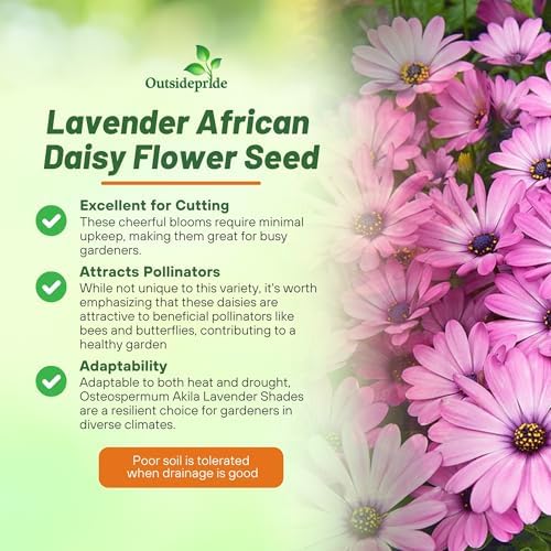 Outsidepride Lavender Osteospermum African Daisy Seeds - 10 Pcs. Perennial Flower Seeds for Planting Outdoors with Long-Lasting Blooms, Drought-Tolerant, Easy to Grow for Sunny Gardens & Borders - Image 3