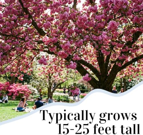 Cherry Blossom Tree Seeds for Planting (40 Seeds) - Great for Bonsai, Heirloom Sakura Flower Tree Seeds for Indoor & Outdoor Planting, Non GMO Bonsai Seed Kit for Home Garden Growing - Image 3