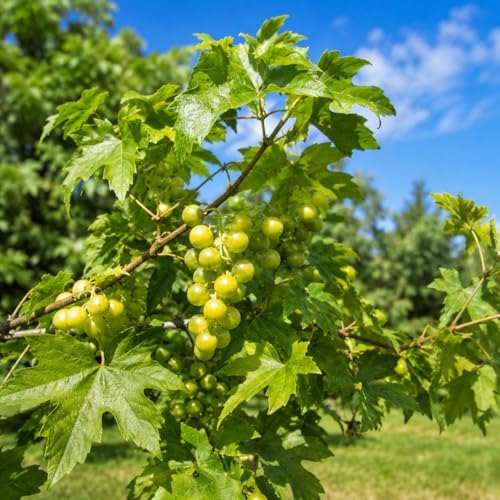 Carlos Muscadine Grape Vine - 28-36" Tall Live Plant - 2 Gallon Pot - Image 4
