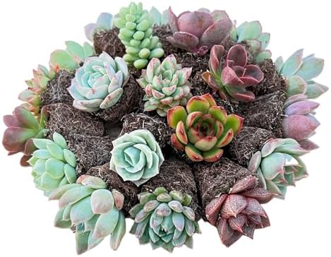 Sprout N Green 1 Assorted Succulents with Root Without Plant Pot by SproutNGreen