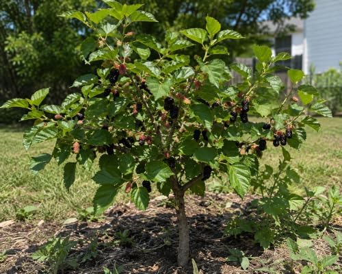 Mulberry Dwarf Everbearing Plant Live Fruit Plant - Image 3
