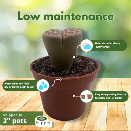 BubbleBlooms Lithops Assortment Living Stones Succulent 2 inch Set of 3 - Image 5