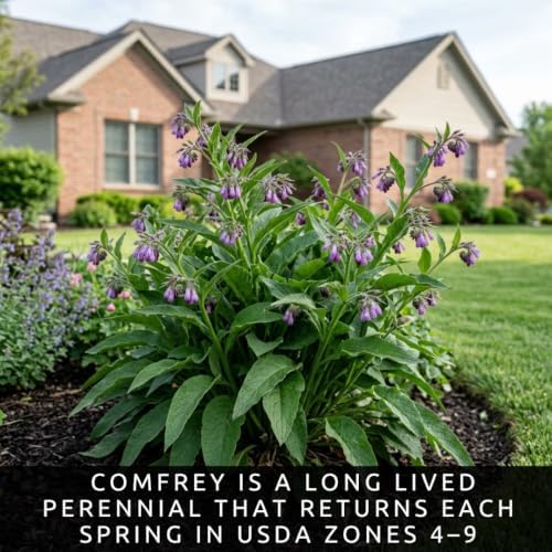 50 True Comfrey Seeds | Symphytum Officinale Perennial Herb - Image 2
