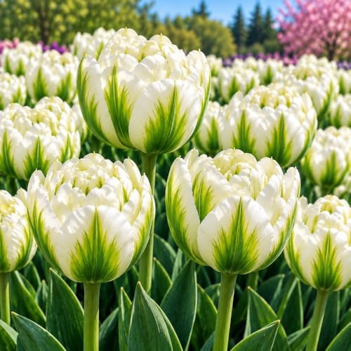 25 Exotic Emperor Tulip Bulbs | White Double Tulips for Spring Gardens by CZGrain