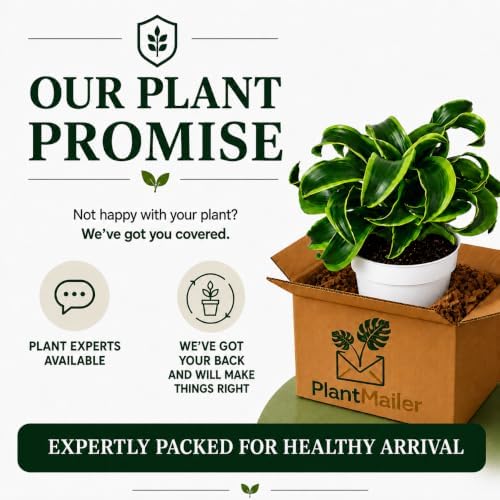 Dracaena Tornado Live Plant, Low Light Tolerant Dracaena Plant Live, Air Purifying Plants Live Houseplants, Beginner Friendly House Plants for All Indoors Spaces - Image 7