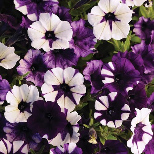 300+ Petunia Seeds for Planting-Wave Petunias Seeds-Mexican Petunia Seed Non-GMO Heirloom for Plant Garden Home - Image 3