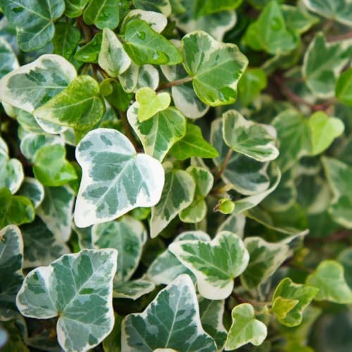 Variegated English Ivy Plant, Climbing Vine Plant, 4-7 Inc Tall, 4 Inc Pot - Image 4