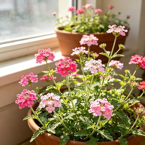 CarpetC 200+ Verbena Seeds for Planting, Perennial Flower Ground Cover, Drought Tolerant with Long Blooms, Attracts Pollinators for Outdoor Garden, Borders, Containers & Hanging Baskets - Image 3