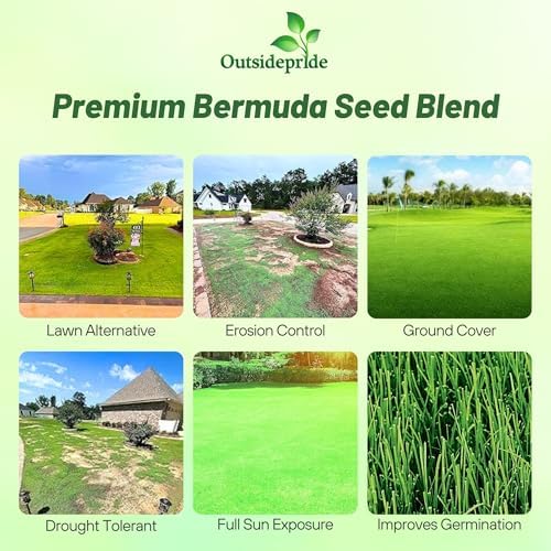 Outsidepride Oasis Bermuda Grass Seed - 25 lbs Warm Season, High Traffic, Heat Resistant, Drought-Tolerant, Low-Maintenance, Fast Growing Turf Grass for Lawn, Ideal for Sunny Areas, Thick Coverage - Image 2