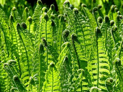 Greenwood Nursery: Live Perennial Plants - Ostrich Fern + Matteuccia Struthiopteris - [Qty: 1x Pint Pot] - (Click for Other Available Plants/Quantities) - Image 2