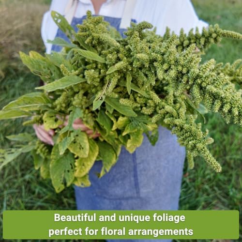 Sow Right Seeds - Amaranth Seed Collection for Planting Alternative Grain - Image 5