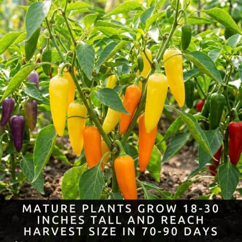 Five Color Pepper Seeds for Planting Sweet Pepper Mix - 100 Premium Seeds - Image 4