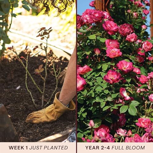 Heirloom Climbing Roses, Live Own Root Plant, Cancan™ - Image 3