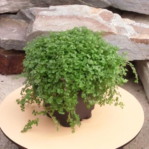 Soleirolia soleirolii, Baby Tears, Angel's Tears, Peace in the Home, Ground Cover, Cnt Sz: 3" - Image 4
