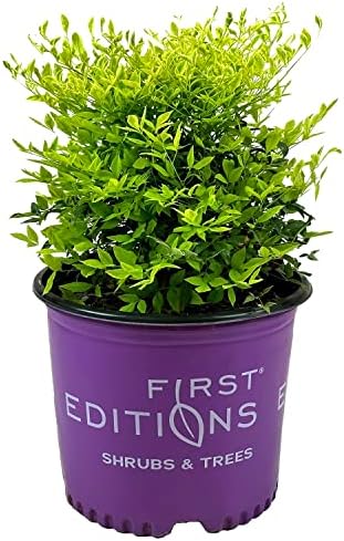 First Editions Cool Glow Lime Nandina, Live Evergreen Shrub, 3 Gallon by BloomingBeautiful