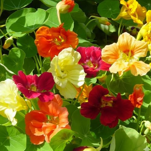 Seed Needs Nasturtium Seeds to Plant Double Flower Jewel Mixture 1 Pack - Image 2