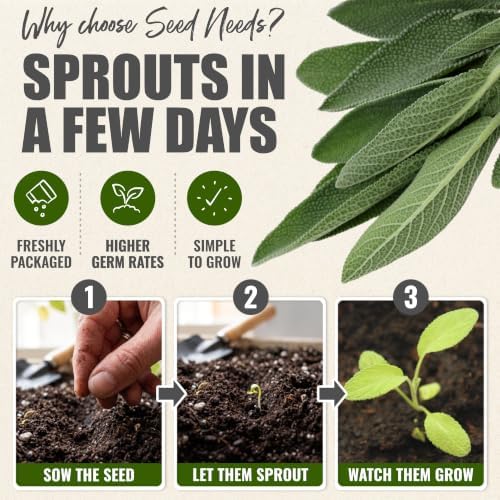 Seed Needs Broad Leaved Sage Seeds to Plant an Herb Garden - 2 Packs - Image 5