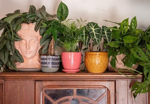 American Plant Exchange Monstera Adansonii 6-Inch – Live Swiss Cheese Vine Plant, Easy-Care Trailing Houseplant, Low-Maintenance Air-Purifying Greenery for Home, Office & Garden Décor - Image 6