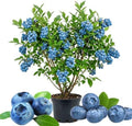 Bright Blueberry Live Plant, Sweet Berry Bush, 1-2 Ft Tall, Gallon Pot by Unknown