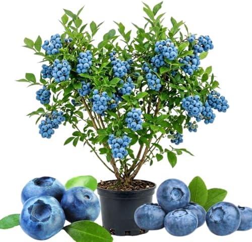Bright Blueberry Live Plant, Sweet Berry Bush, 1-2 Ft Tall, Gallon Pot by Unknown